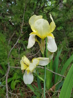 Jaune tendre et blanc